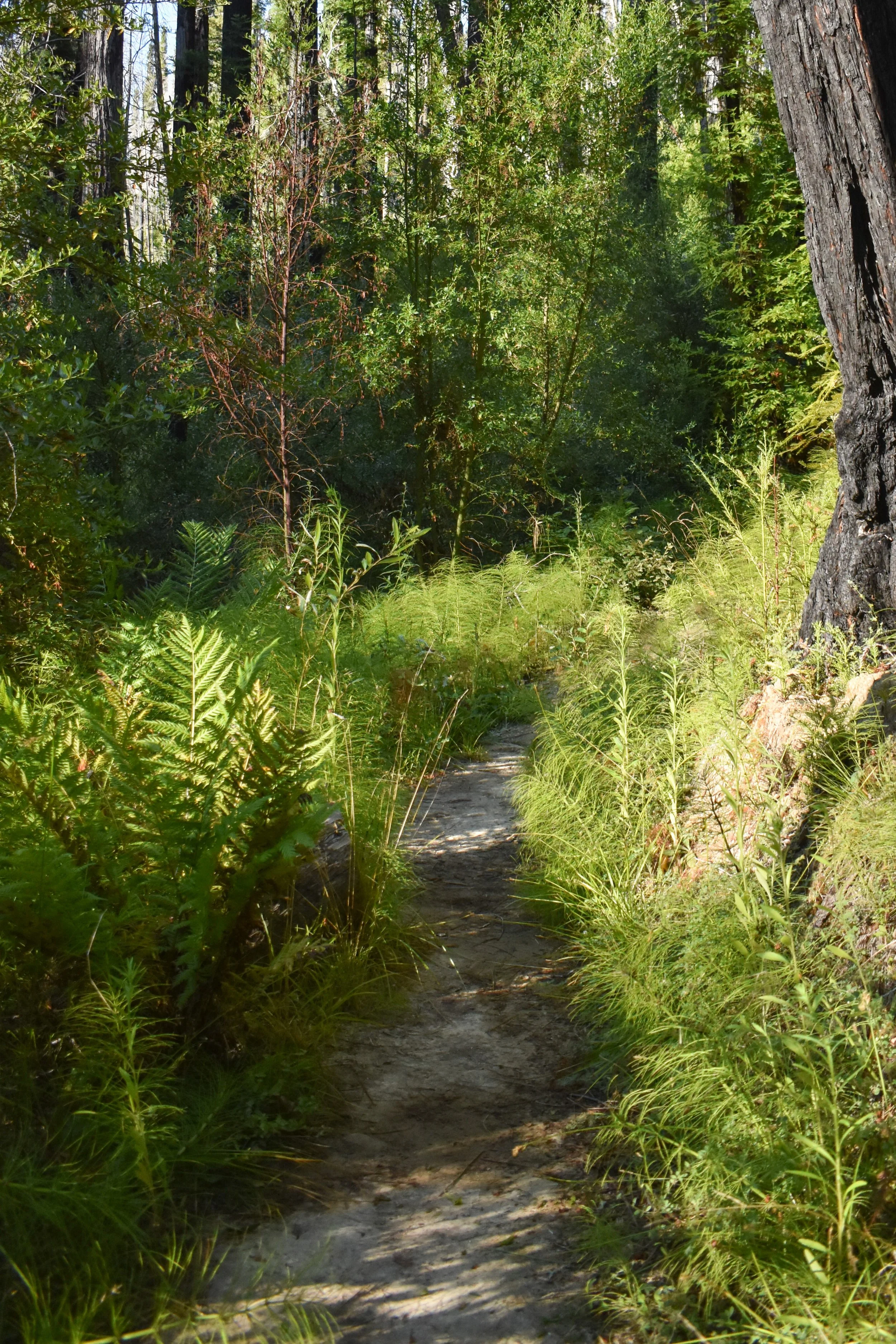 Horsetail Growing into Trail Corridor.jpg