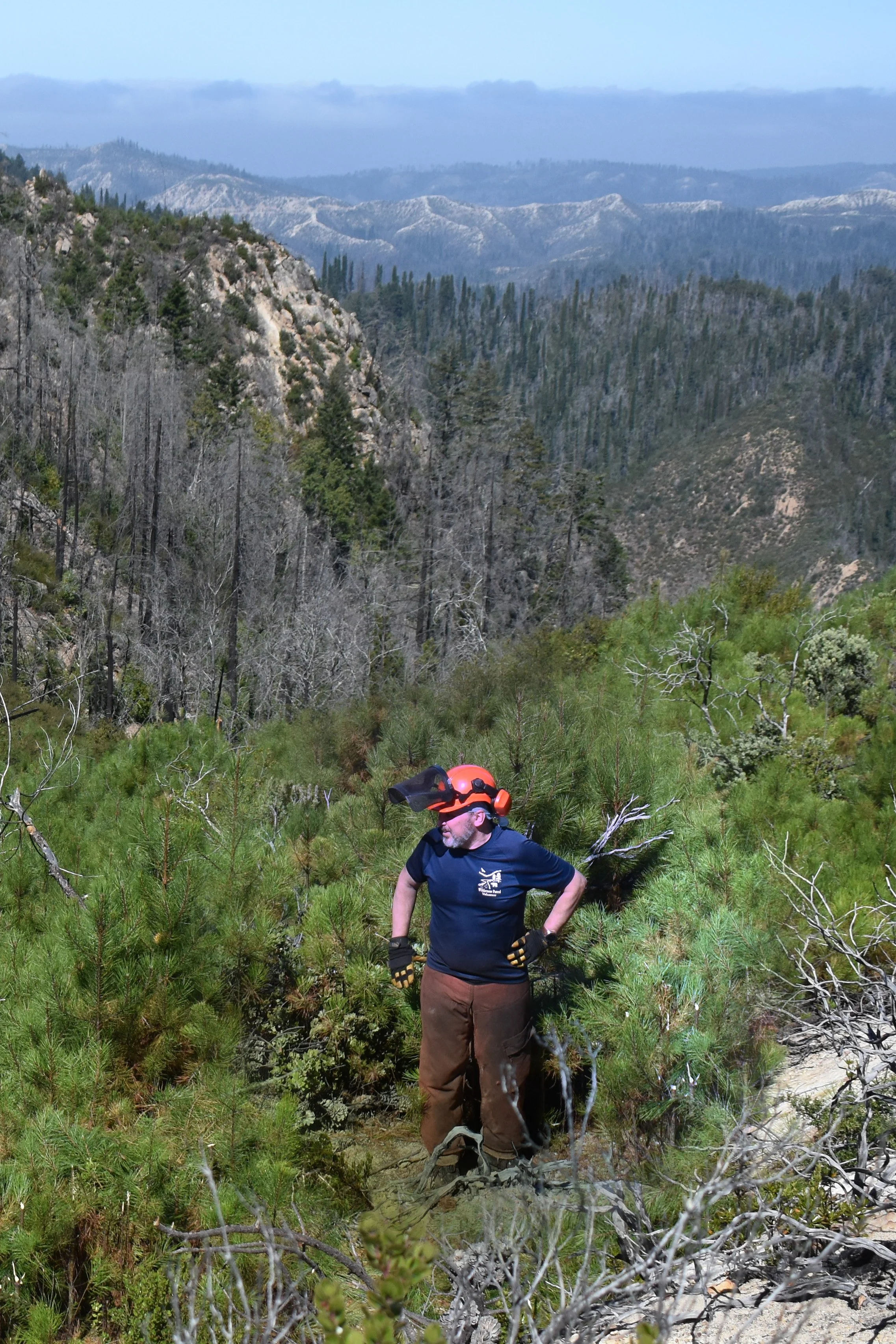 Post Fire Knobcone Pine Nursery.jpg