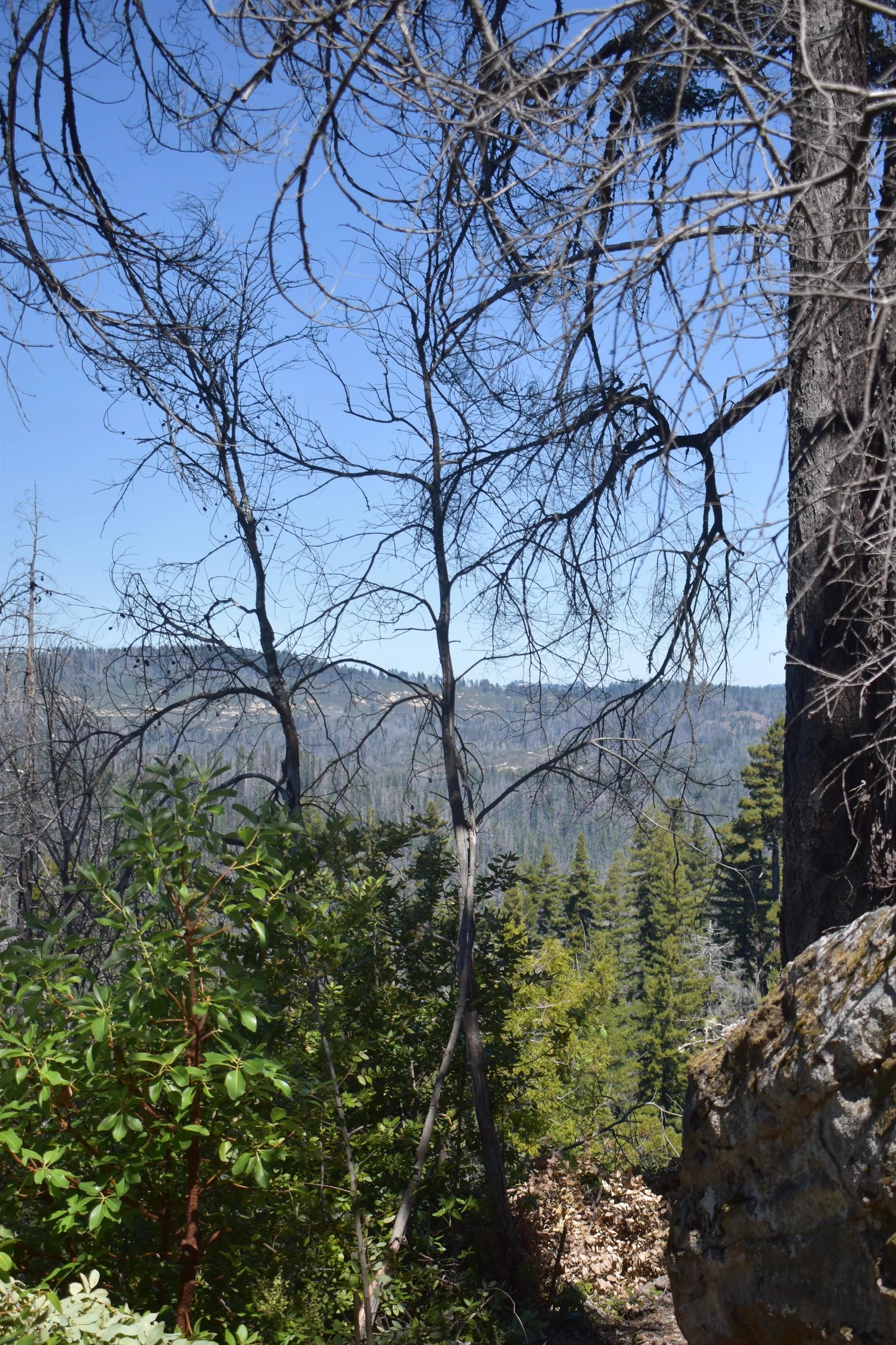 DSC_0099.jpg