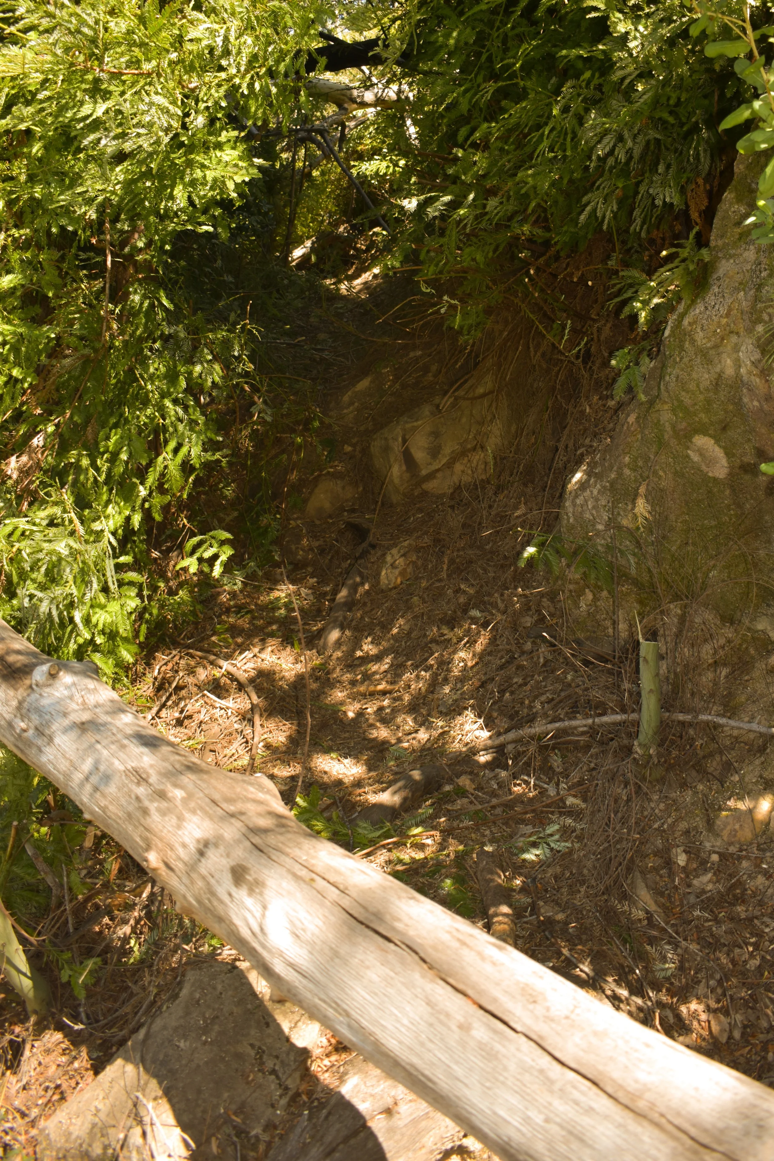 The Trail IS In There!.jpg