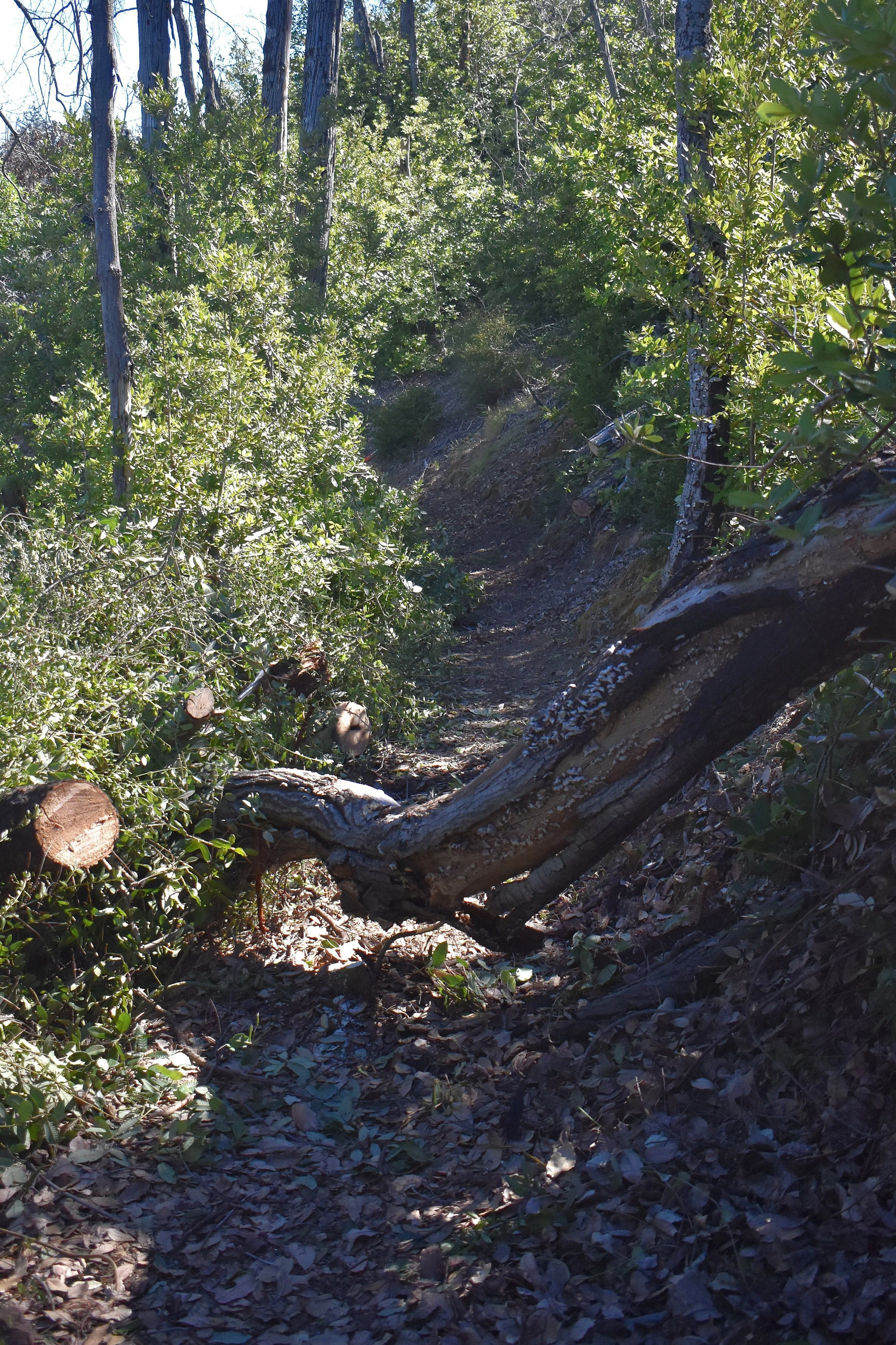 DSC_0060.jpg