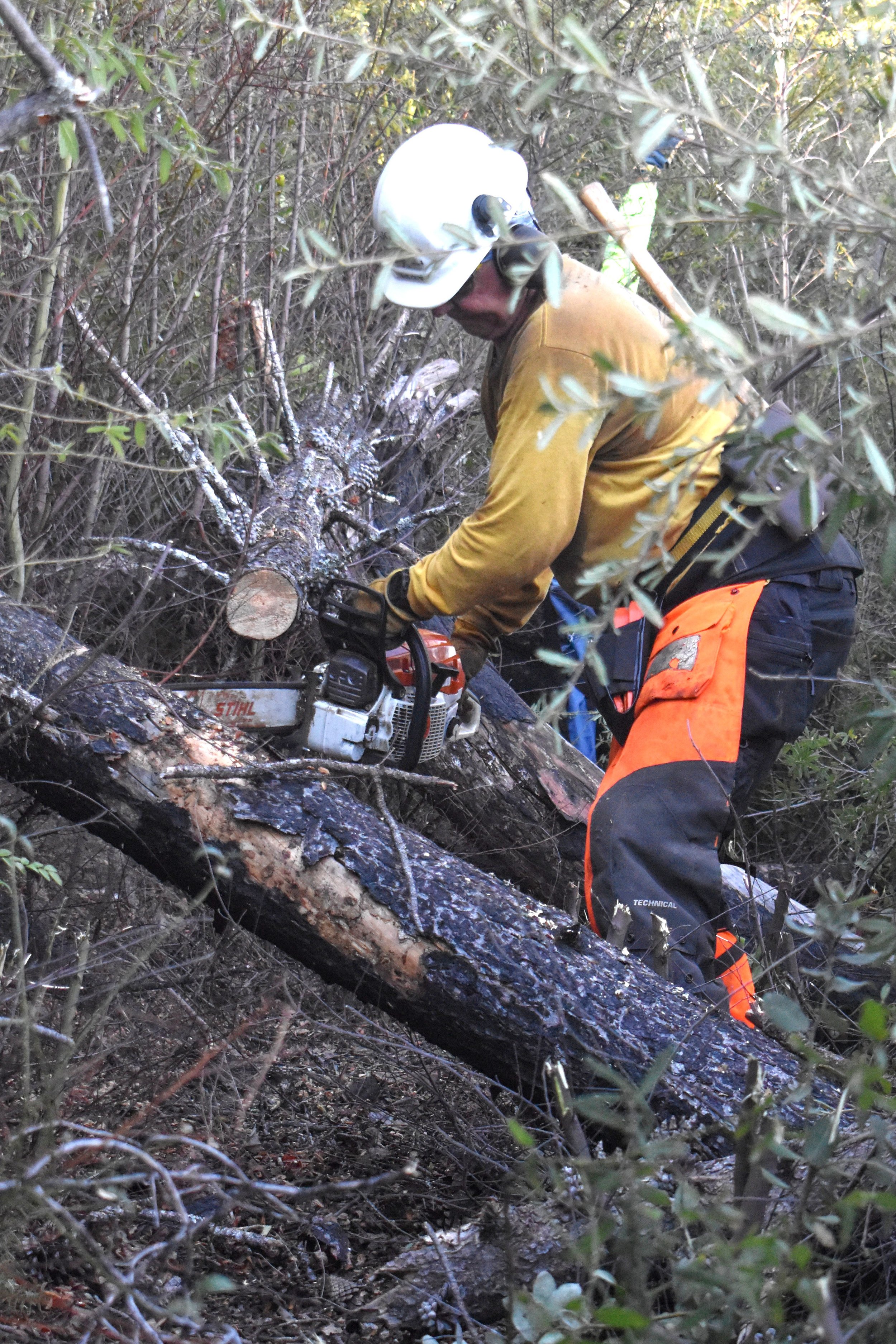 Clearing Blowdowns - Lower Crew.jpg