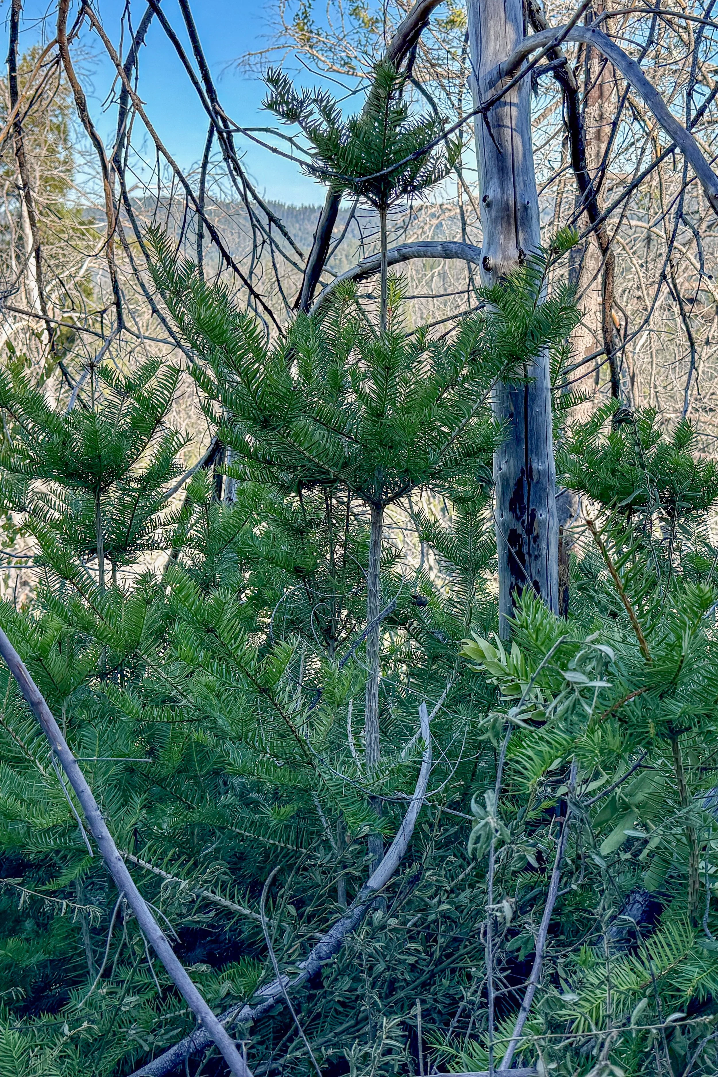 IMG_E7546.jpg