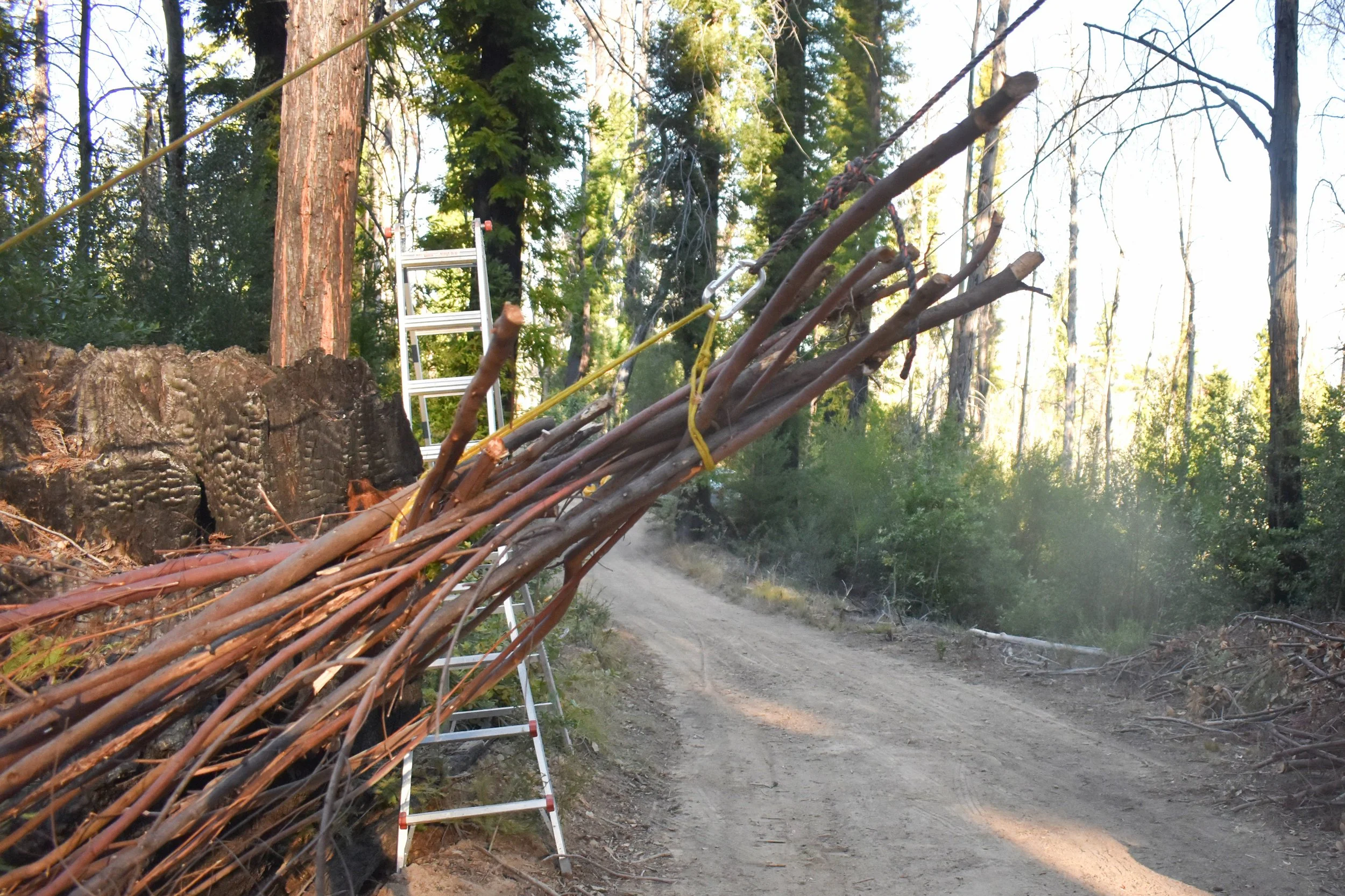 Using Highline to Move Debris From Trail To Road.jpg