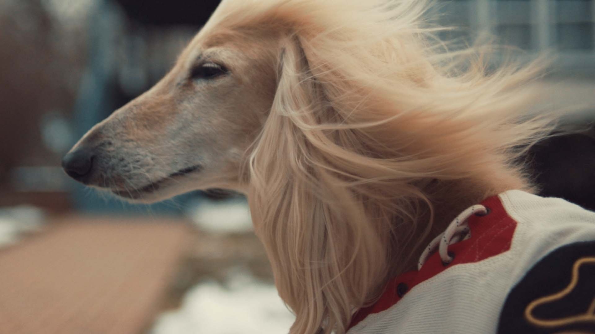 Chicago Blackhawks "Hockey Hair"