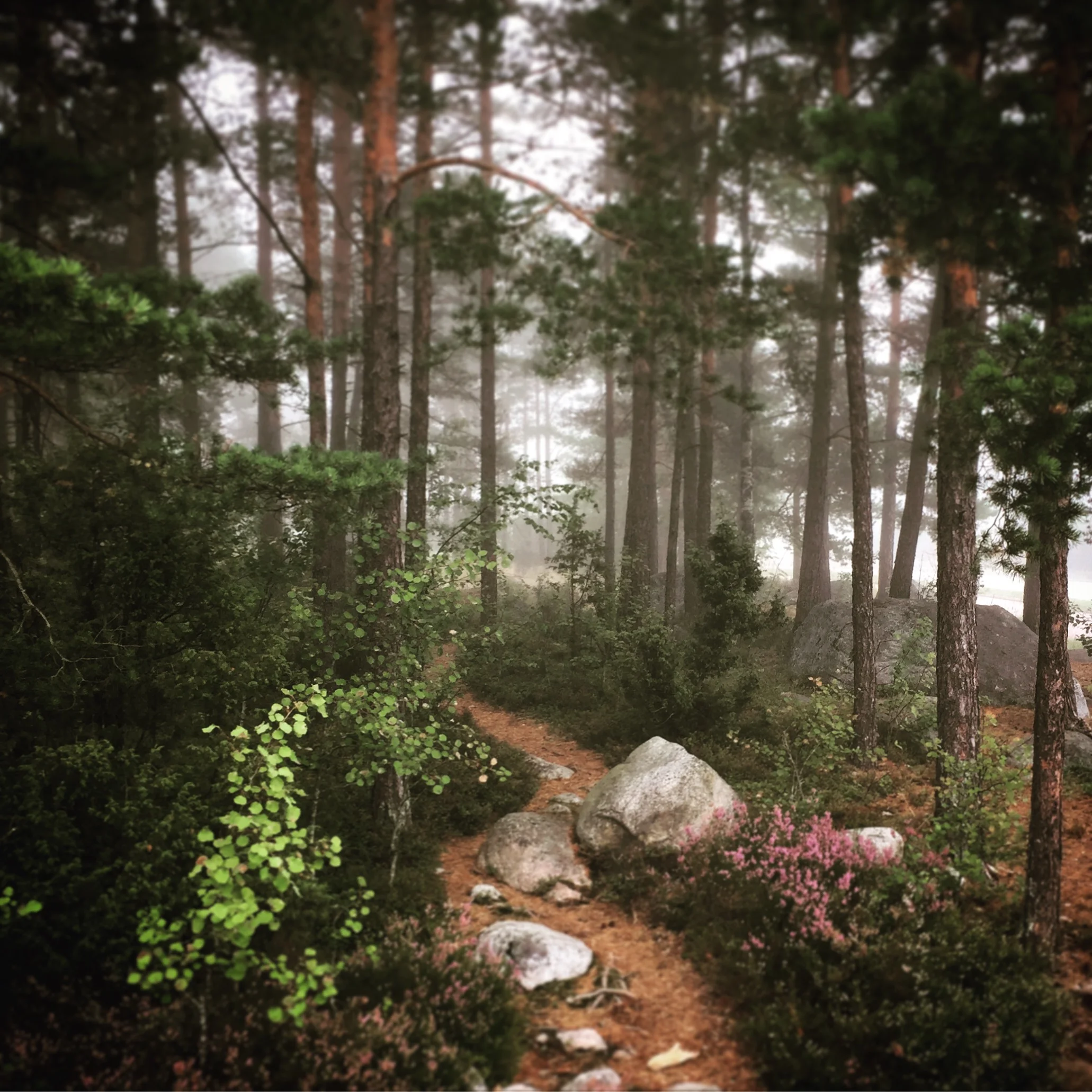 Mieli, sen pahoittaminen ja vertaistuen merkitys