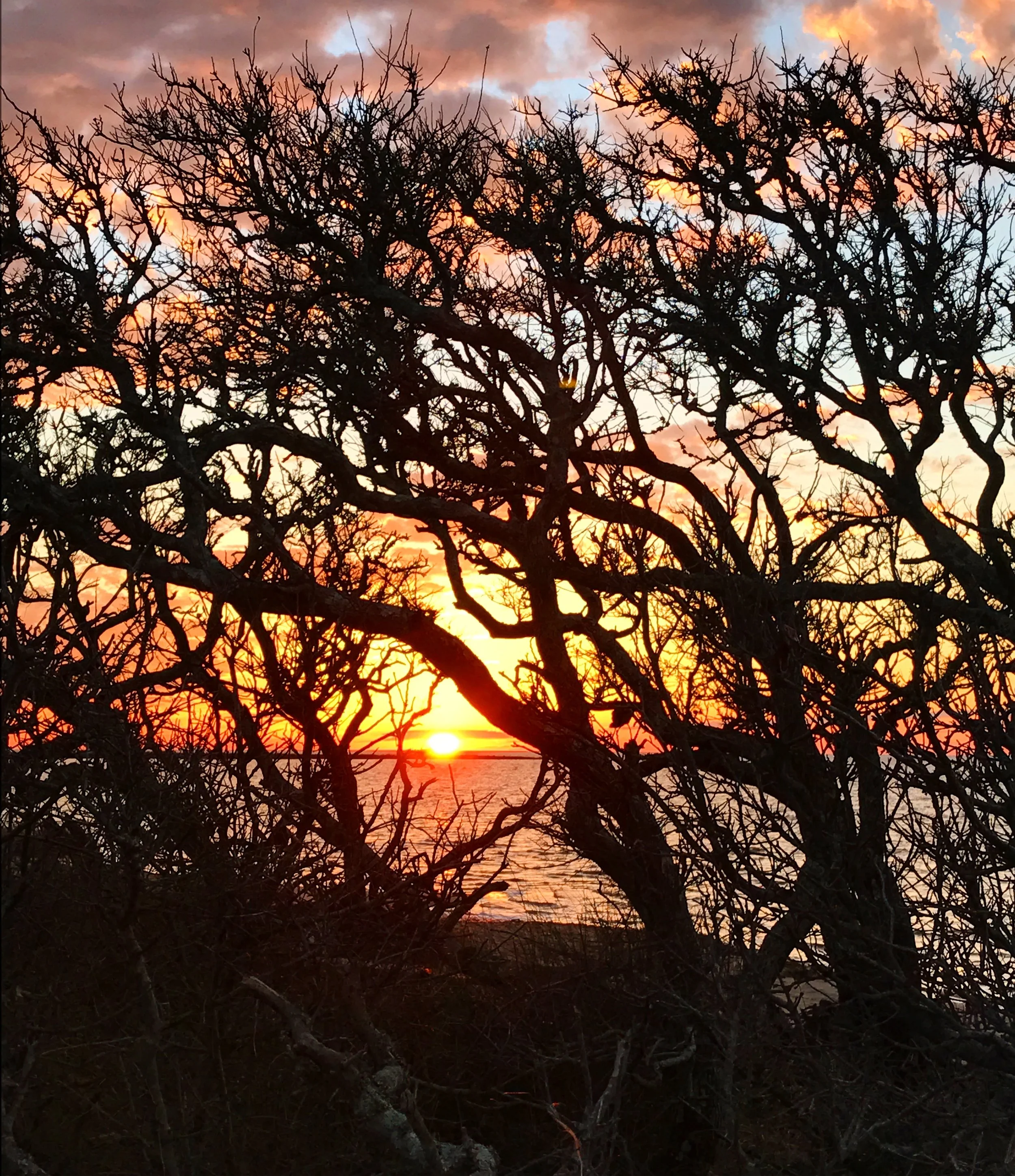 Sunset Through The Trees