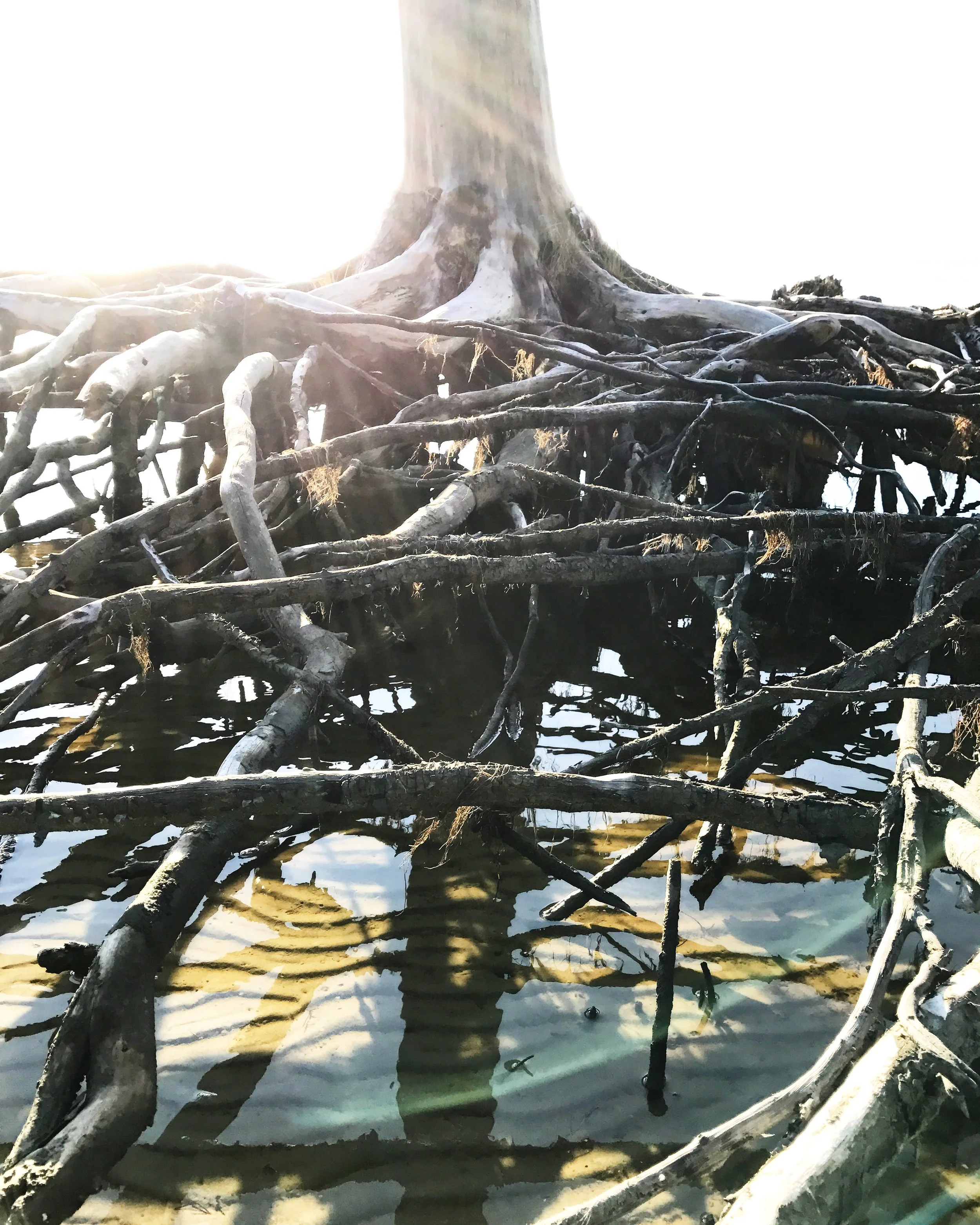Roots