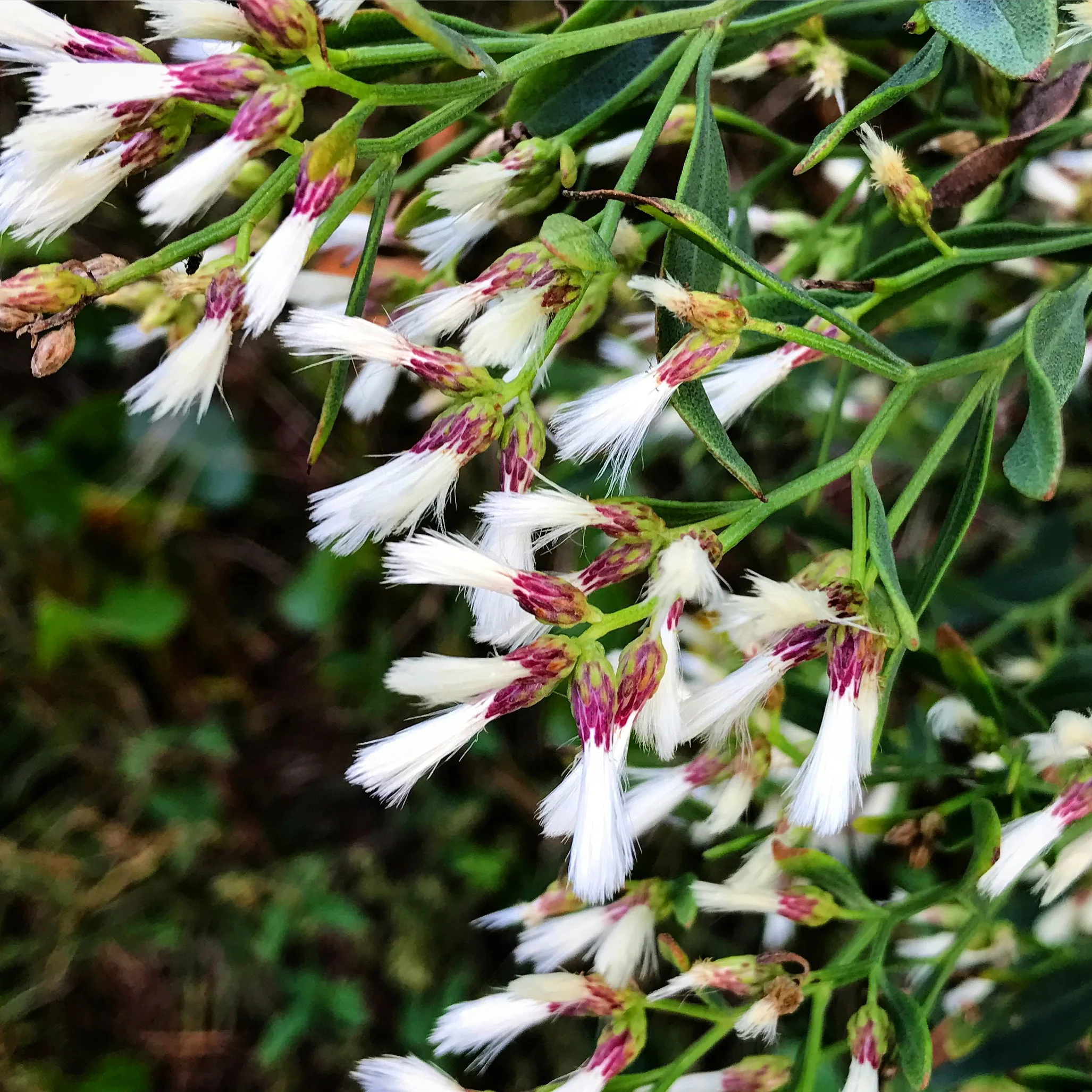 Sea Myrtle