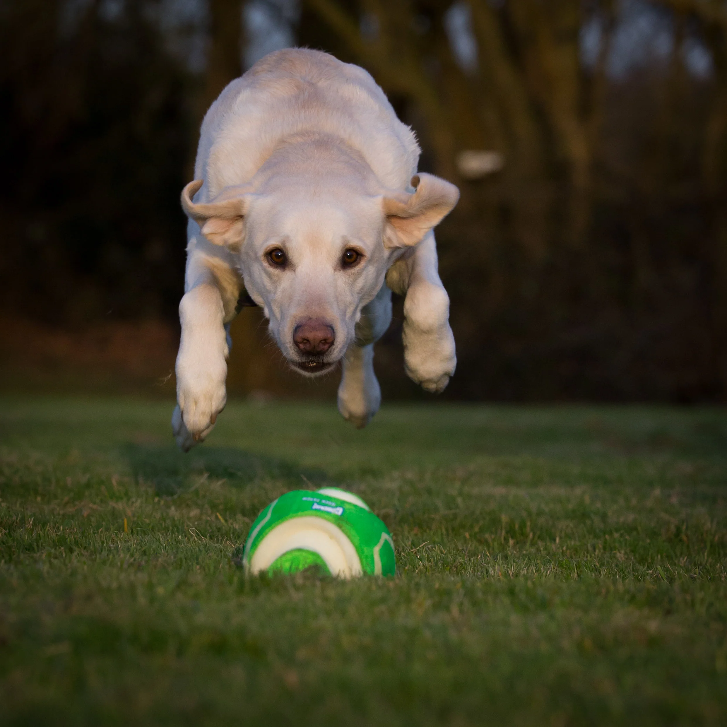 2016.03.25-dogs-9020.jpg