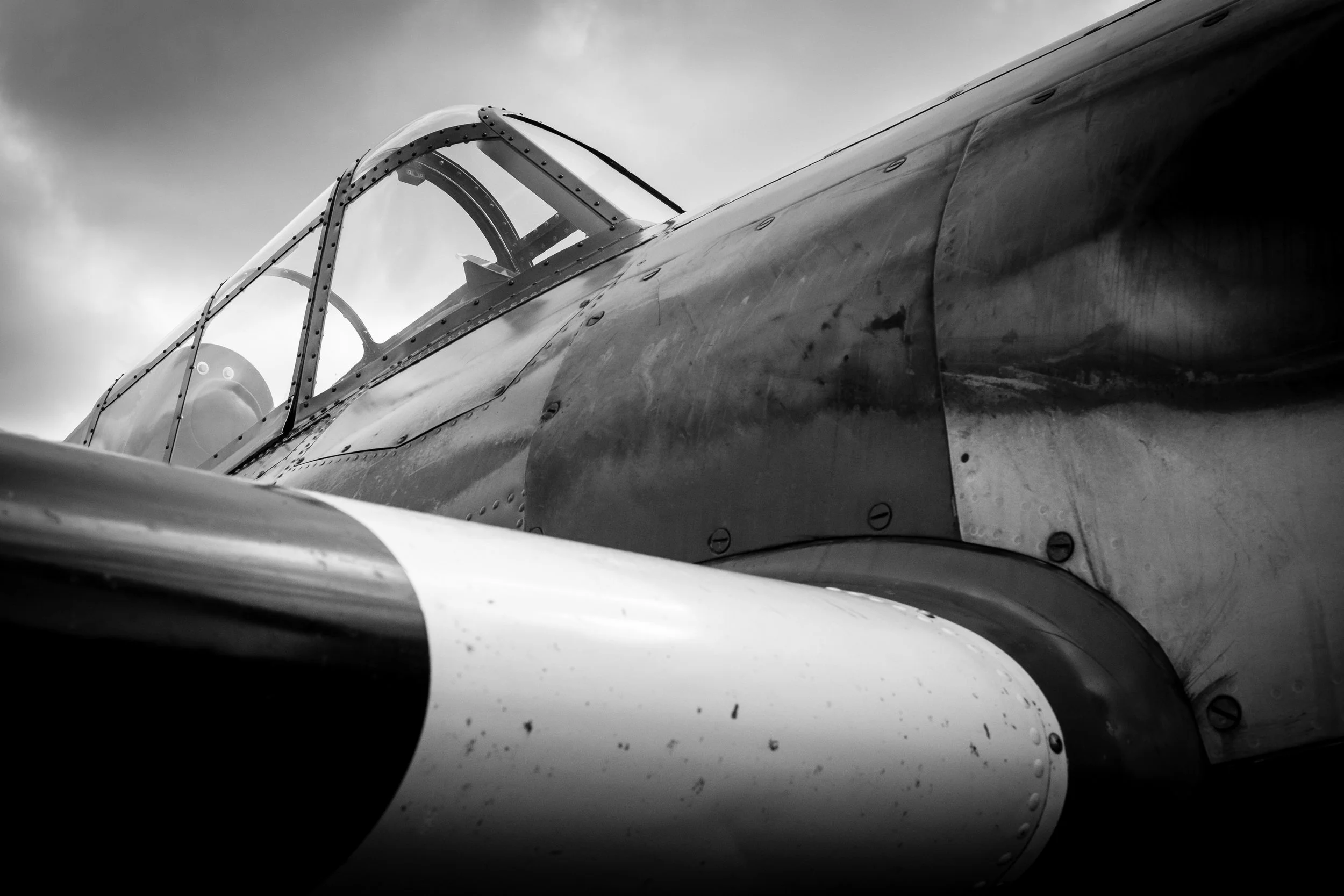 stock-photo-wildcat-76579477.jpg