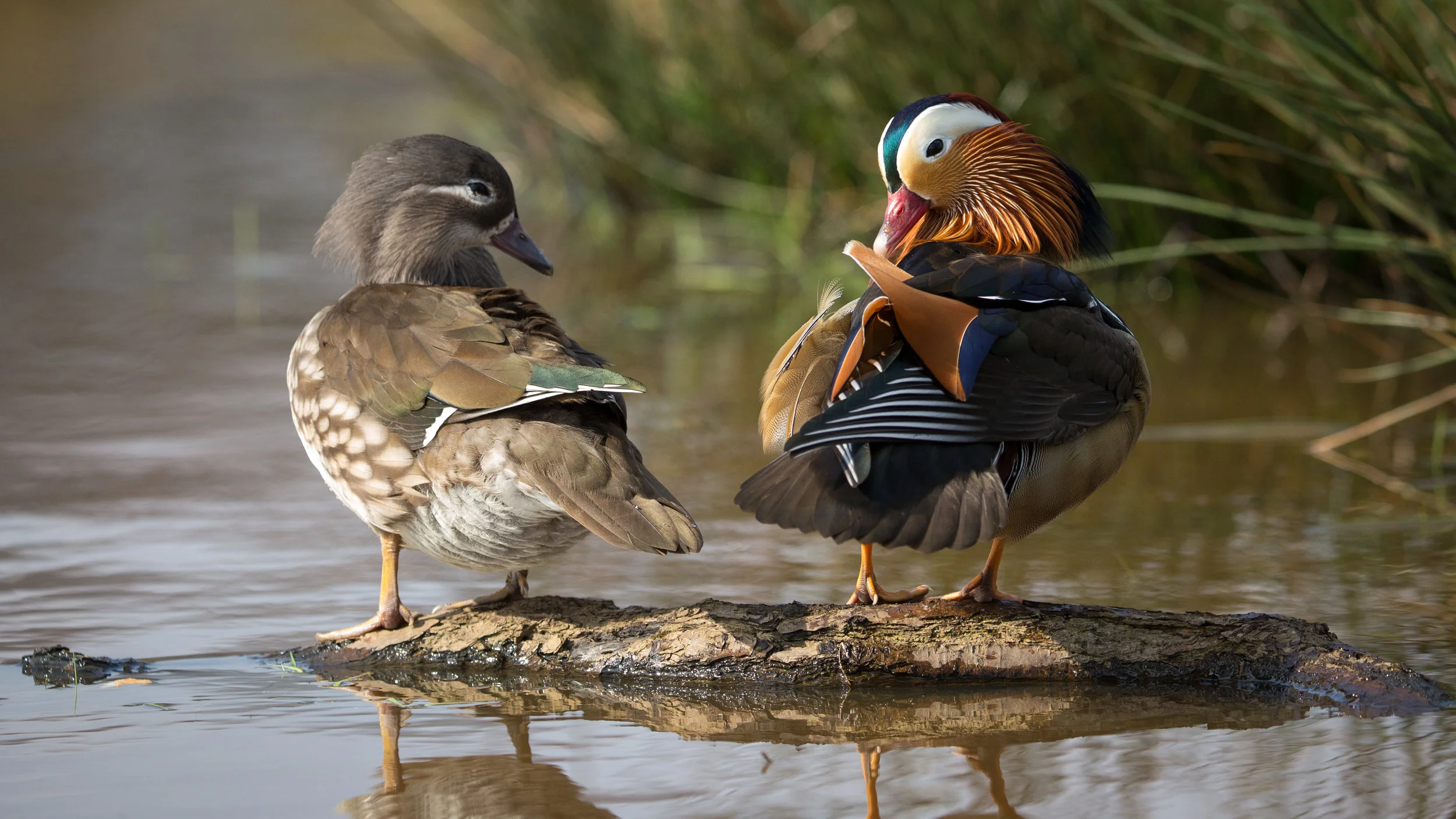stock-photo-here-s-lookin-at-you-104120519.jpg