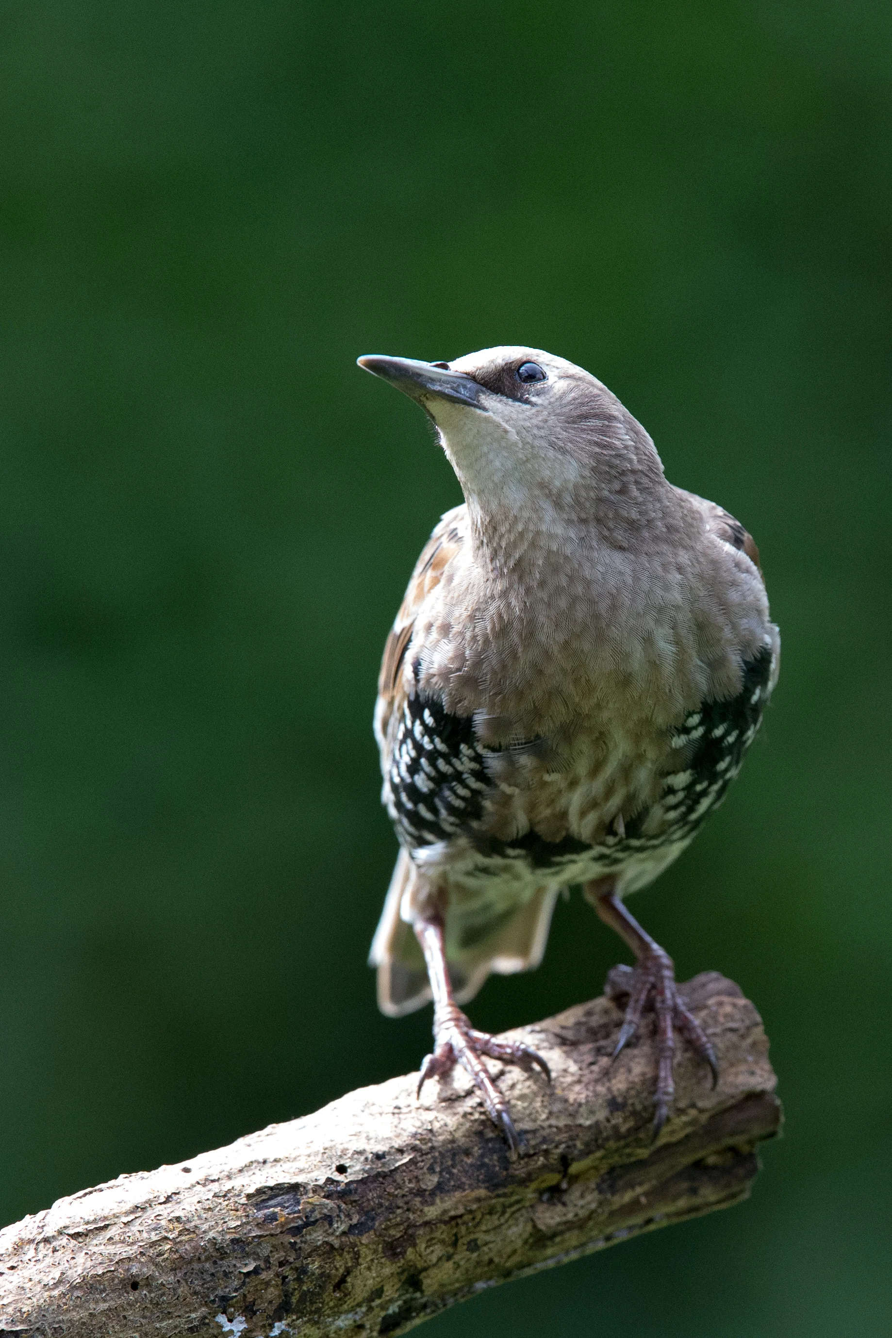 stock-photo-young-starling-79944281.jpg