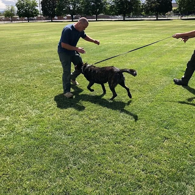 Good day with good pups and average handlers!!! JK guys good work to all... #workingdogwednesday