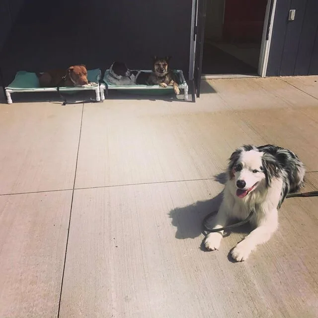 Who is enjoying some sunny weather??? Are you putting in your time to train and maintain?? Here is some of our boot camp pups learning to behave and stay as they are told. Good job &ldquo;Scout&rdquo; &ldquo;Rose&rdquo; &ldquo;Boots&rdquo; keep up th