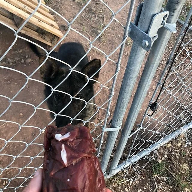 BREAKFAST #rawfooddiet #barfdietfordogs #healthierchoices #rugerthepolicedog #germanshepherddog #dopedog #sheriffk9 #policek9 #venisonitswhatsfordinner #utahdogsofinstagram
