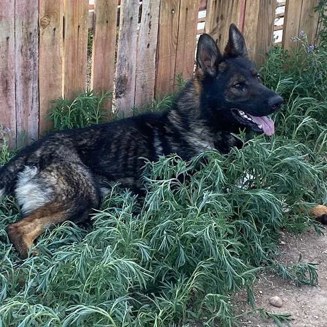 Our Personal protection dogs are balanced, stable and ready to perform for your family. Contact us about our protection dogs. #germanshepherd #personalprotectiondog #malinois #stopthehateloveadog #dogslivesmatter #wedonthaveaflagfordogslivesmatterYET