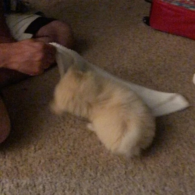 K9 protector &ldquo;Bell&rdquo; is in training and in the prowl. Watch out folks she is our newest home protector and for a 10 week old is showing some serious promise &ldquo;Ankles and Toes beware&rdquo; #homeprotection #yappers #allteethhurt #dogsl