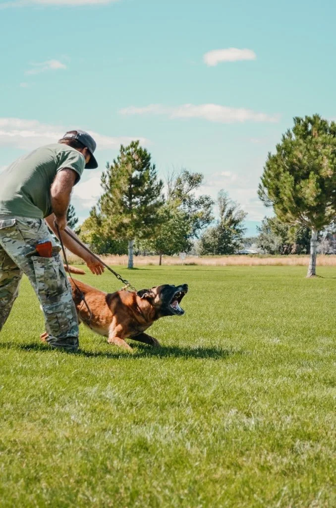 German Shepherd K9 Handler Training Near Me K9 Handler Personal