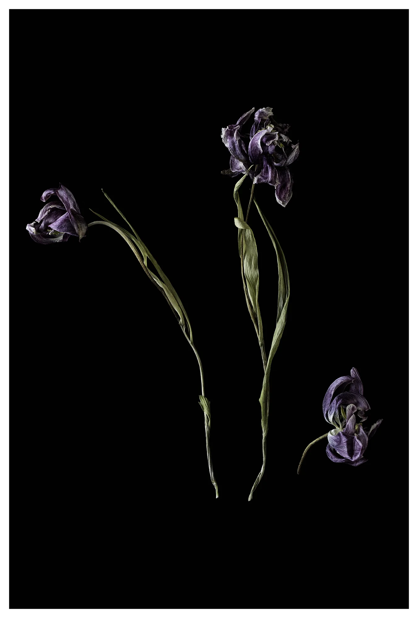 W16_mahouast_portfolio1_illustration04_2000px.jpg