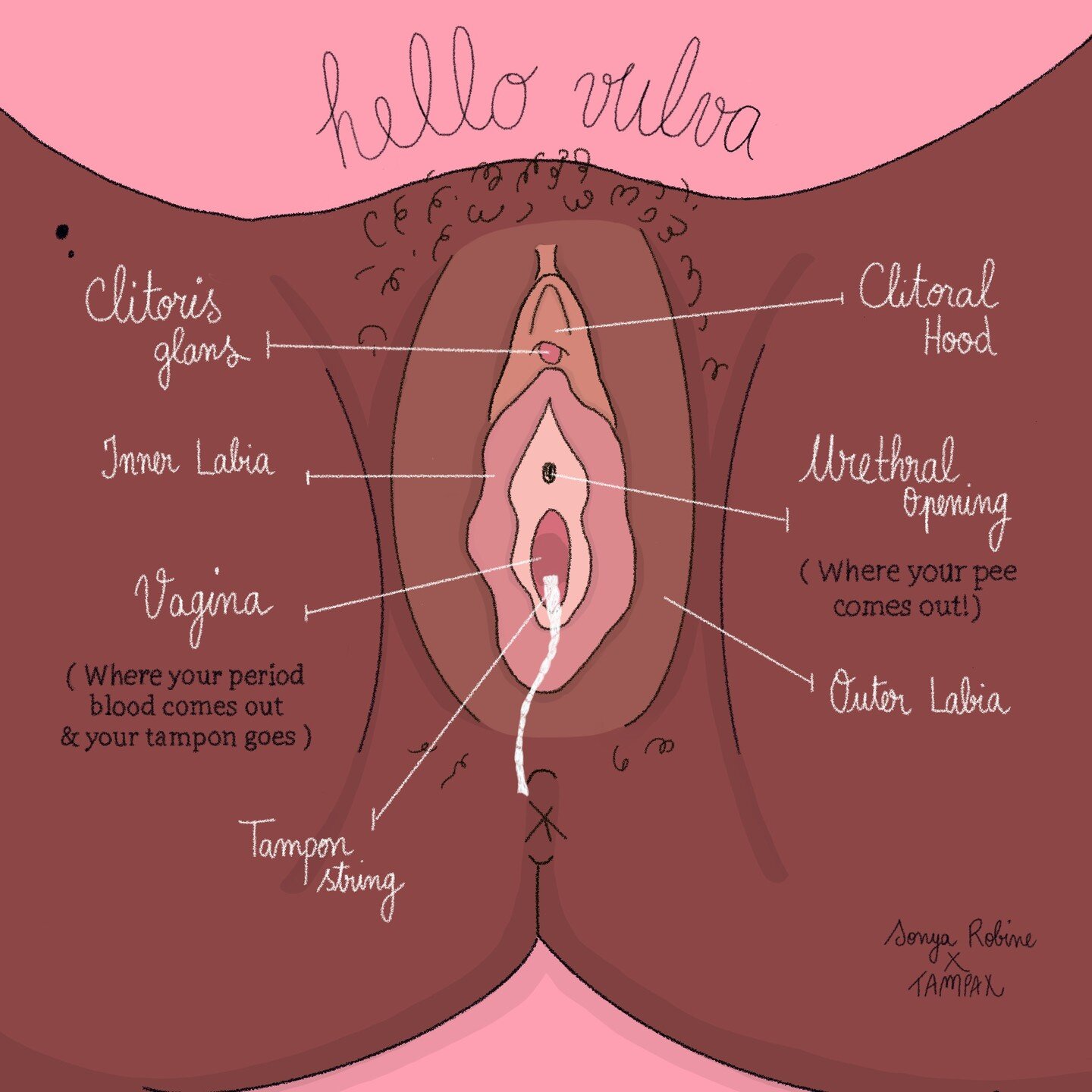 Sooooo Happy to share with you the first illustration I made in collaboration with @tampax !! 

Discover the beauty and complexity of the vulva! It is very important to me to accurately represent this part of the body in order to break taboos and mis