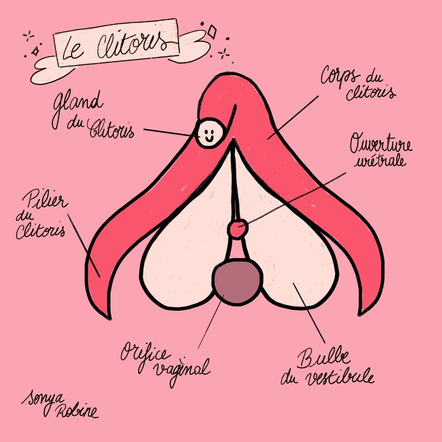 Anatomy of the clitoris! #feminism #clitorisday #clitoris