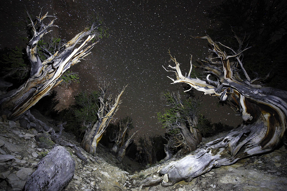 Bristlecone Pines at night