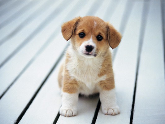 Puppy_2_kbhb4a.jpg