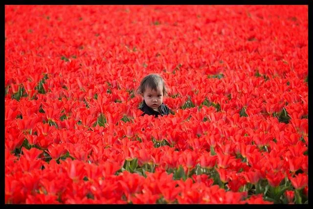 Make Sure You Do Not Have Any of Them Around - See Poisonous Plants and Flowers for Children