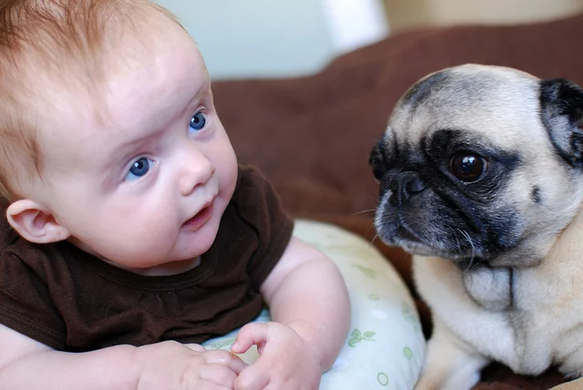 5 Tips to Prepare a Dog for a Baby