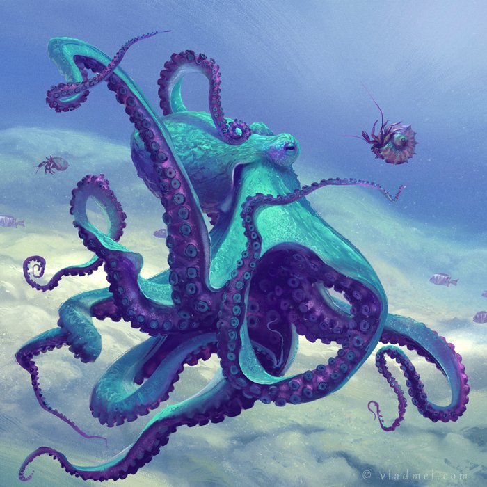 Octopi