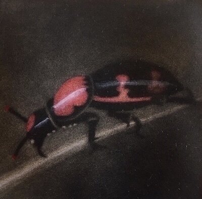 Vanishing II: American Burying Beetle, 3"x 3", hand-colored mezzotint