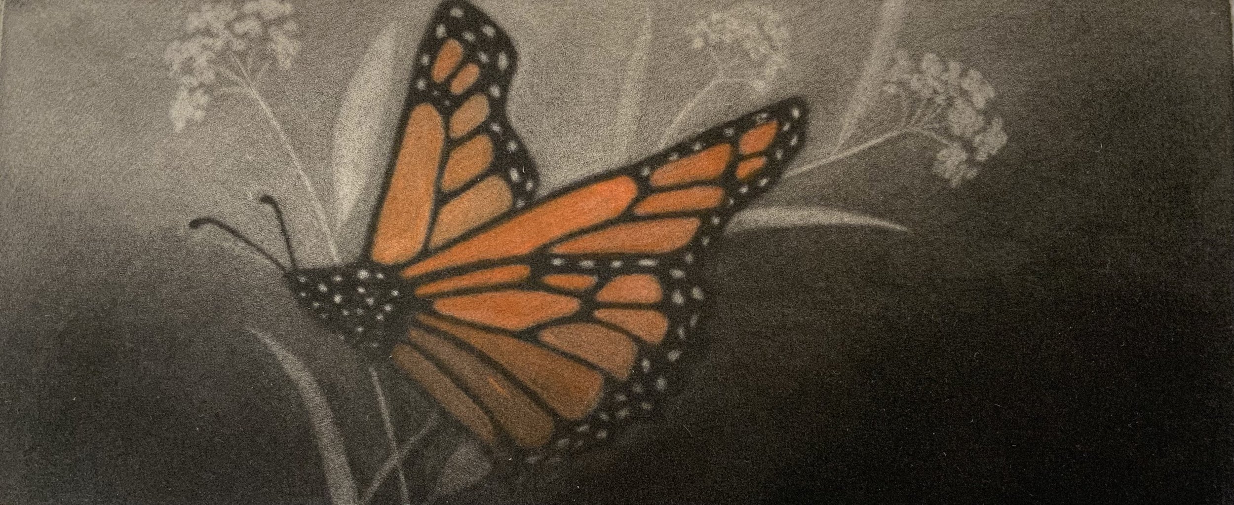 Vanishing X: Monarch Butterfly, 3" x 11", hand-colored mezzotint