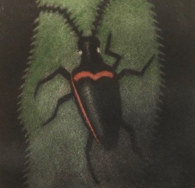 Vanishing IV: Valley Elderberry Long-Horned Beetle, 3" x 3", hand-colored mezzotint