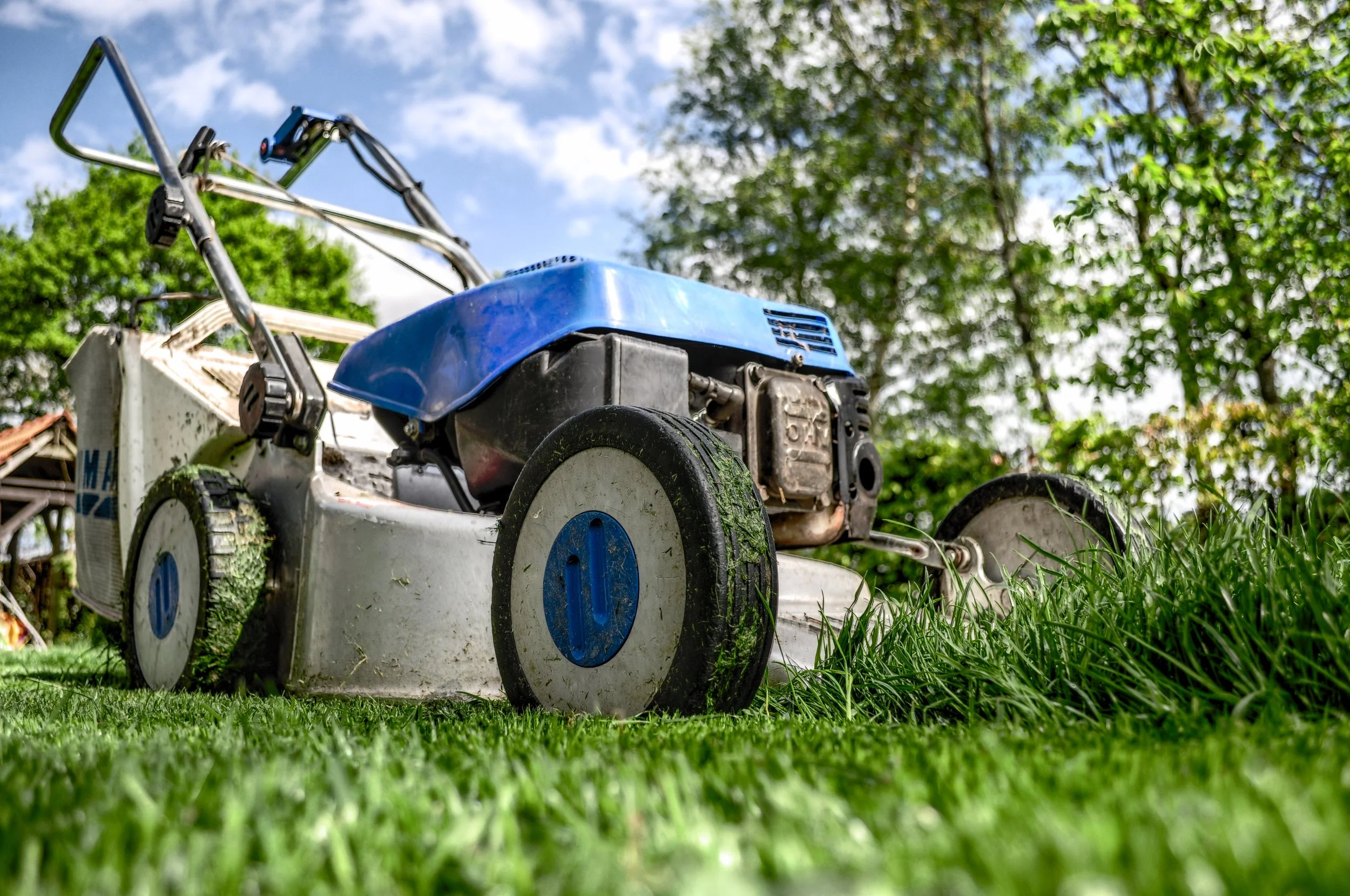 garden-grass-meadow-green.jpg