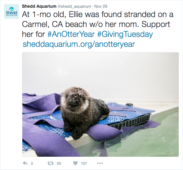 fundraising-with-social-media-shedd-aquarium-giving-tuesday-otter-ellie-1.png