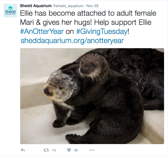 fundraising-with-social-media-shedd-aquarium-giving-tuesday-otter-ellie-2.png