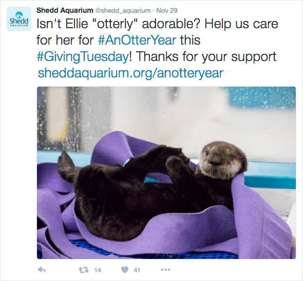 fundraising-with-social-media-shedd-aquarium-giving-tuesday-otter-ellie-3.png