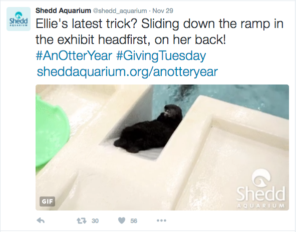 fundraising-with-social-media-shedd-aquarium-giving-tuesday-otter-ellie-4.png
