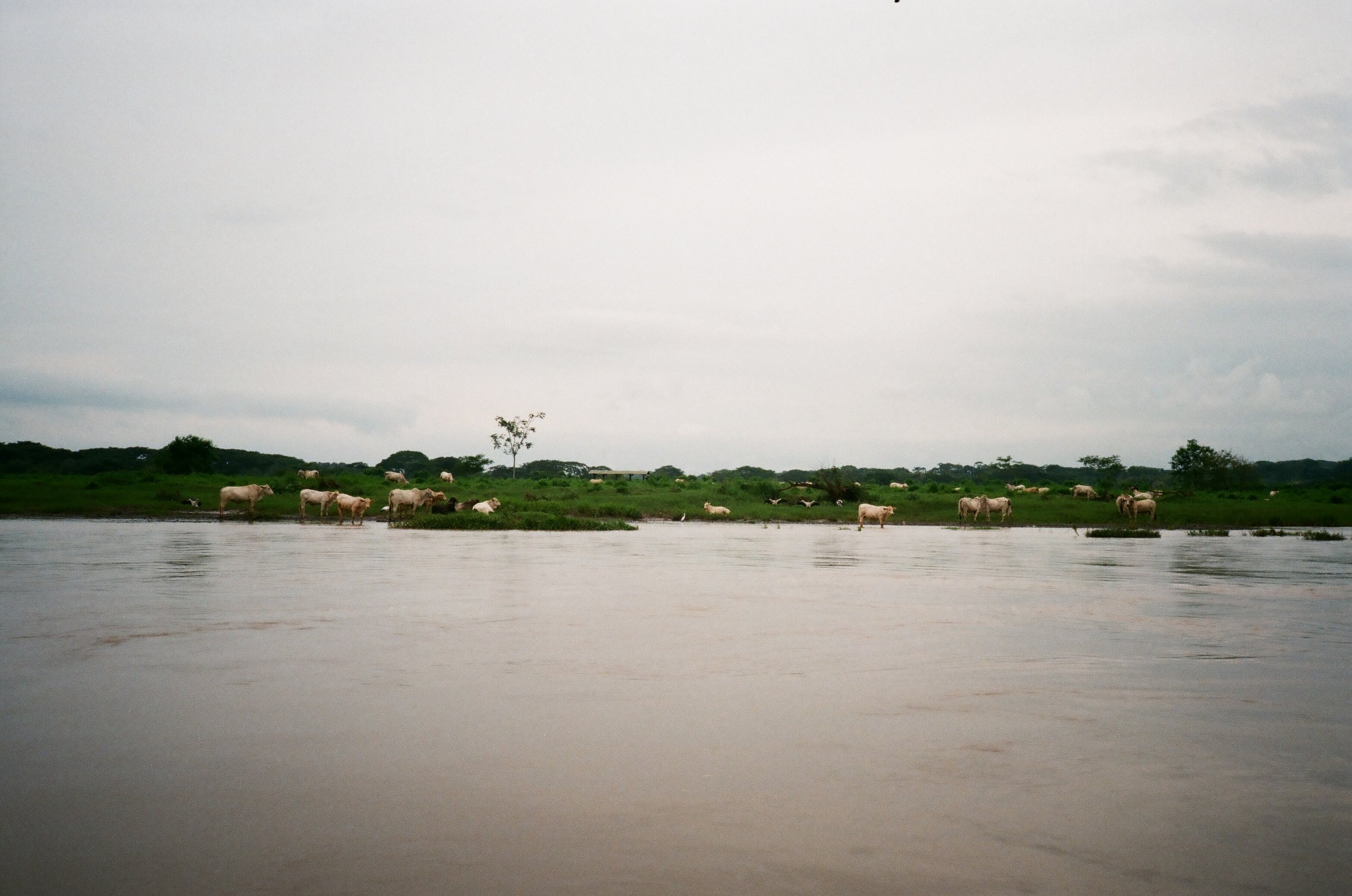 River Tarcoles, Puntarenas Province, Costa Rica