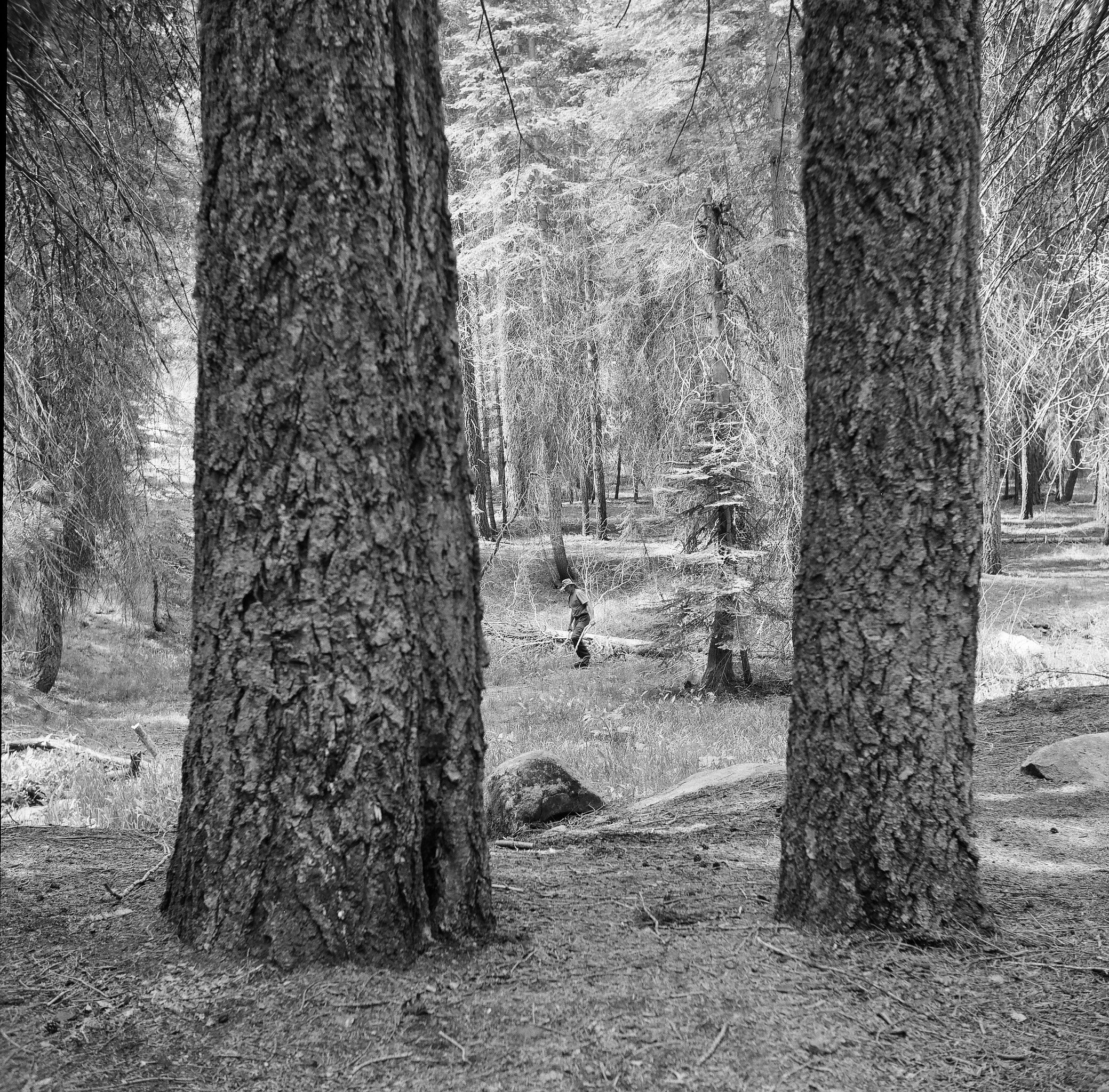 Dad, Stony Creek, Sequoia National Park, California