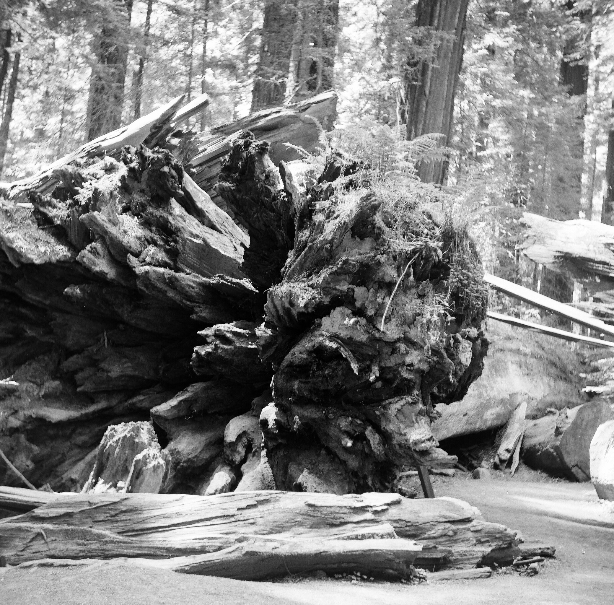 The Dyerville Giant, Humboldt Redwoods State Park, California