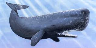 Whale.jpg