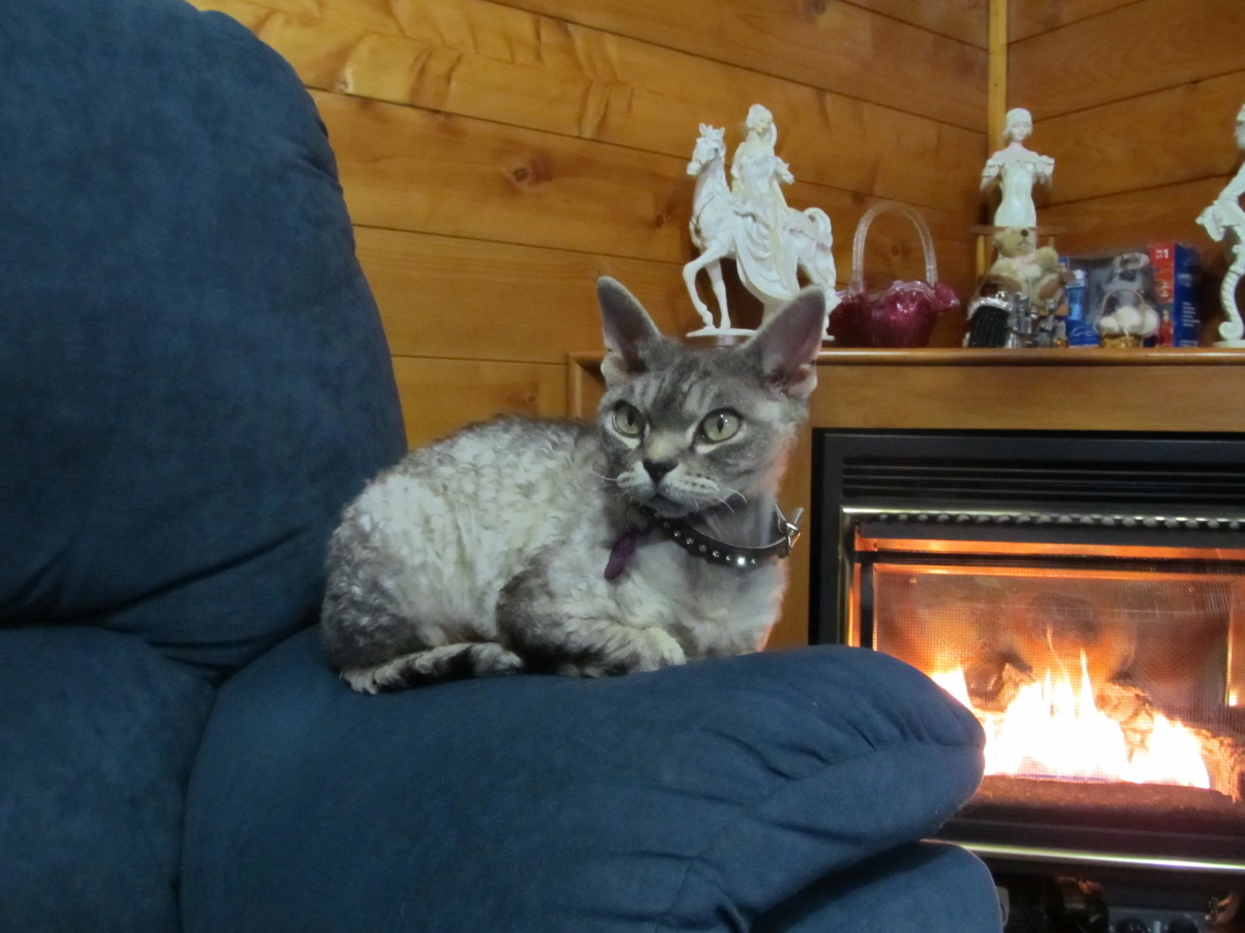  Loriendale Devons very first Devon Rex -Lily