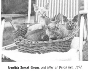 Annelida Sunset Gleam.jpg