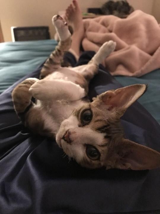 kitten stretch.jpeg