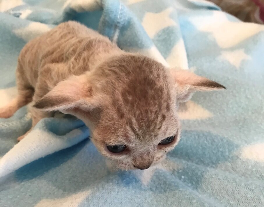 Blue tabby mink head.JPG