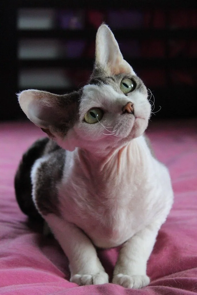 Cat Rescue Devon Rex Cat Near Me Adoption The Devon Rex Cat Sphynx