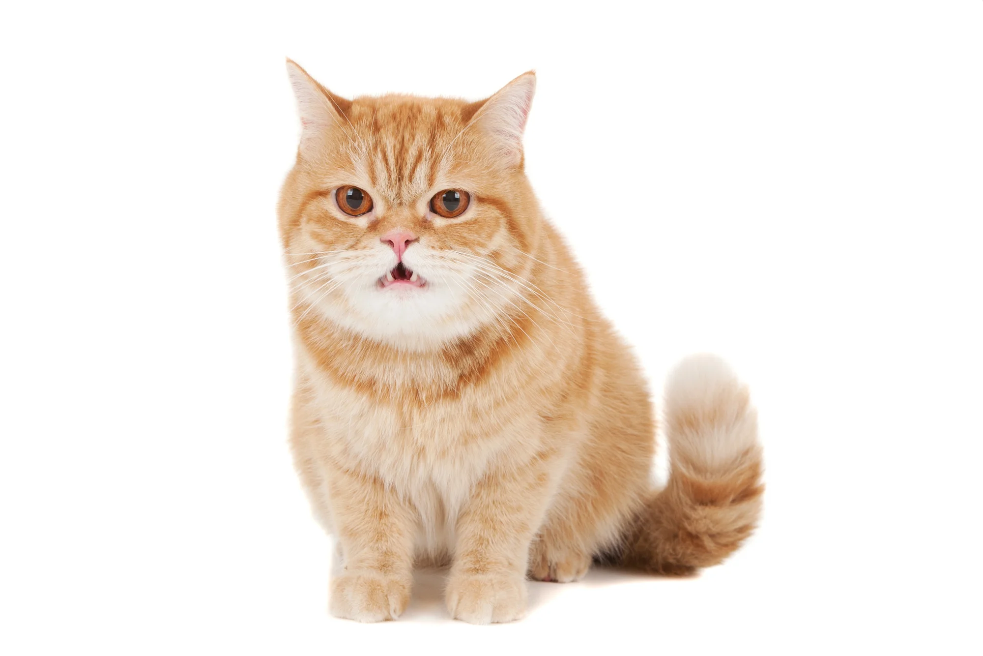Red and white Persian cat.jpg