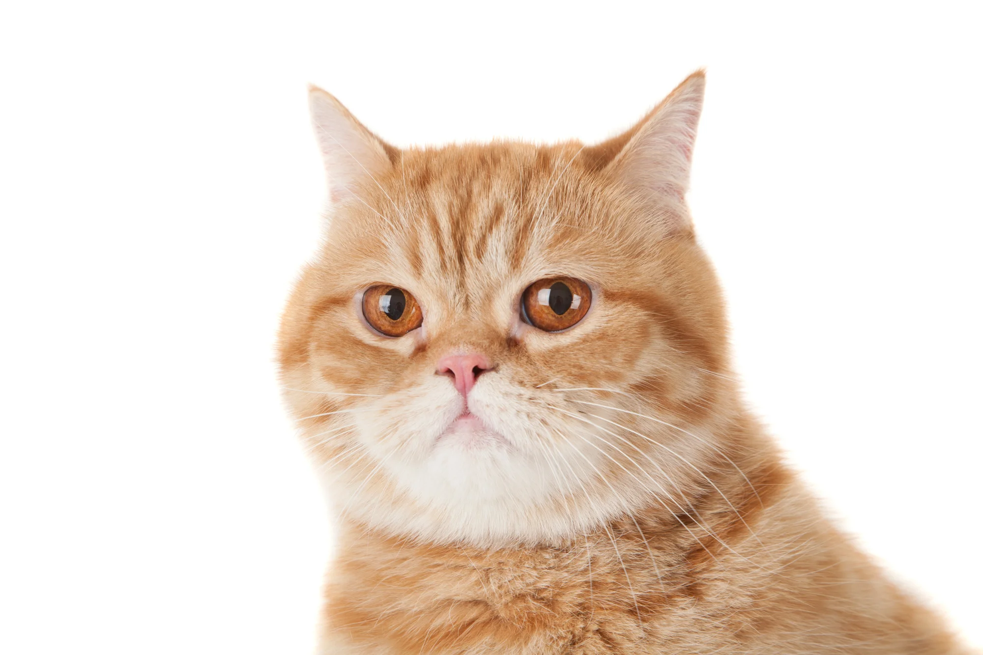 Persian red and white cat.jpg